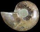 Polished Ammonite Fossil (Half) - Agatized #51769-1